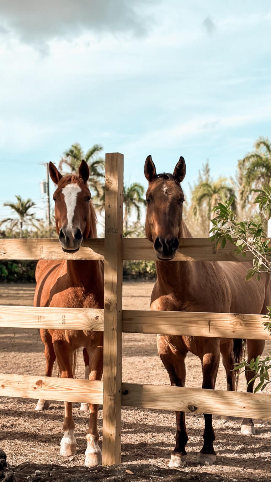 Ranch Resort Bahamas - Horse Riding Nassau Bahamas